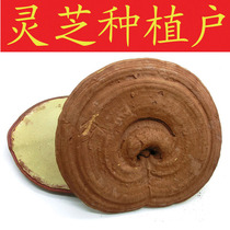 Changbai Mountain Spore Powder Ganoderma lucidum Ganoderma lucidum Northeast Linzhizhizhi Basis Planting Self-owned Base