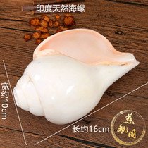 Conch right-handed natural white conch horn can blow a trumpet up to 15cm