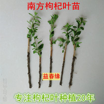 Southern wolfberry leaves 5 wolfberry seedlings A large number of surviving germinated large leaves and less thorny varieties