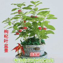 Southern wolfberry leaf bonsai potted fresh festive Tulou specialty delivery is not recommended to eat only for viewing