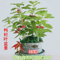 Southern wolfberry leaf bonsai potted fresh festive earth building special products delivery is not recommended to eat only for ornamental