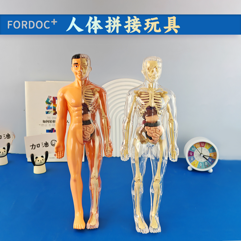 人体模型可拆卸拼装生物人体结构骨骼架医学解剖3d器官儿童玩具