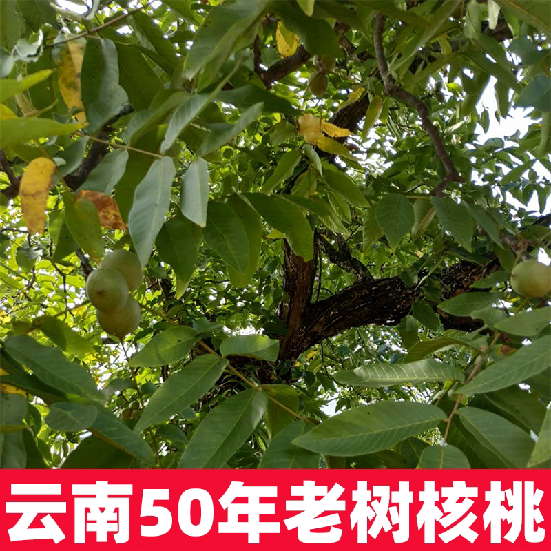 Yunnan when season walnut fresh and thin skin 2020 New stock raw walnut to green leather 5 catty for pregnant woman special delivery clip