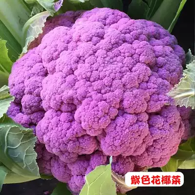 黄绿紫色花菜椰菜种子宝塔花菜春季秋季阳台盆栽蔬菜种孑种籽四季