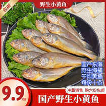 East China Sea small yellow fish frozen yellow croaker Zhoushan seafood Small yellow croaker fresh seafood Fresh seafood 10 pieces per serving