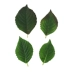 Lá nhựa mô phỏng lá trang trí hoa nhựa cây giả cây xanh cây củ cải xanh trong nhà treo trang trí - Hoa nhân tạo / Cây / Trái cây