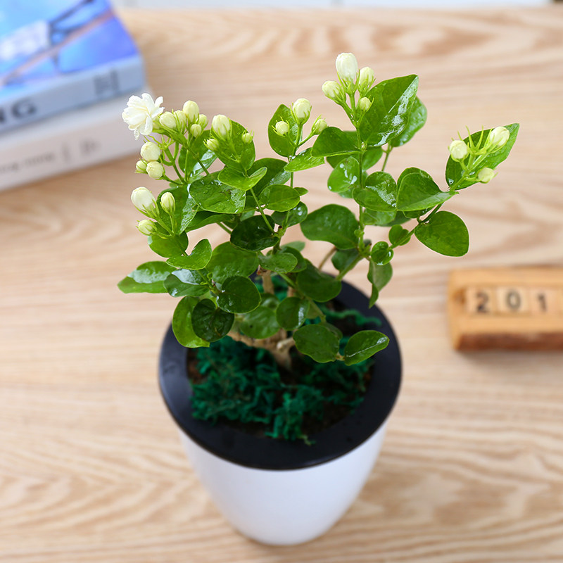 四季盆栽重瓣双色茉莉芳香净化空气绿植室内阳台可食用花卉白茉莉