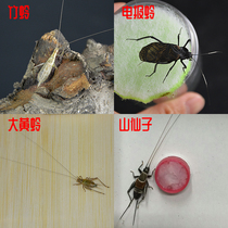 Fine picking artificial bamboo lacewings living songworms Cambodia wild bamboo lacewings stone Zhiming big yellow lacewings Golden Bell Telegraph lacewings
