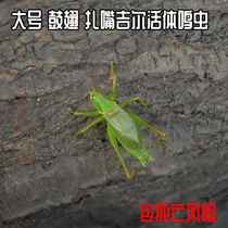 Fine pick and live large drum wings Zakou Jill sister live songworms Green mouth yellow mouth