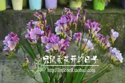 秋植球根条纹紫小苍兰种球超级香的香雪兰 21年