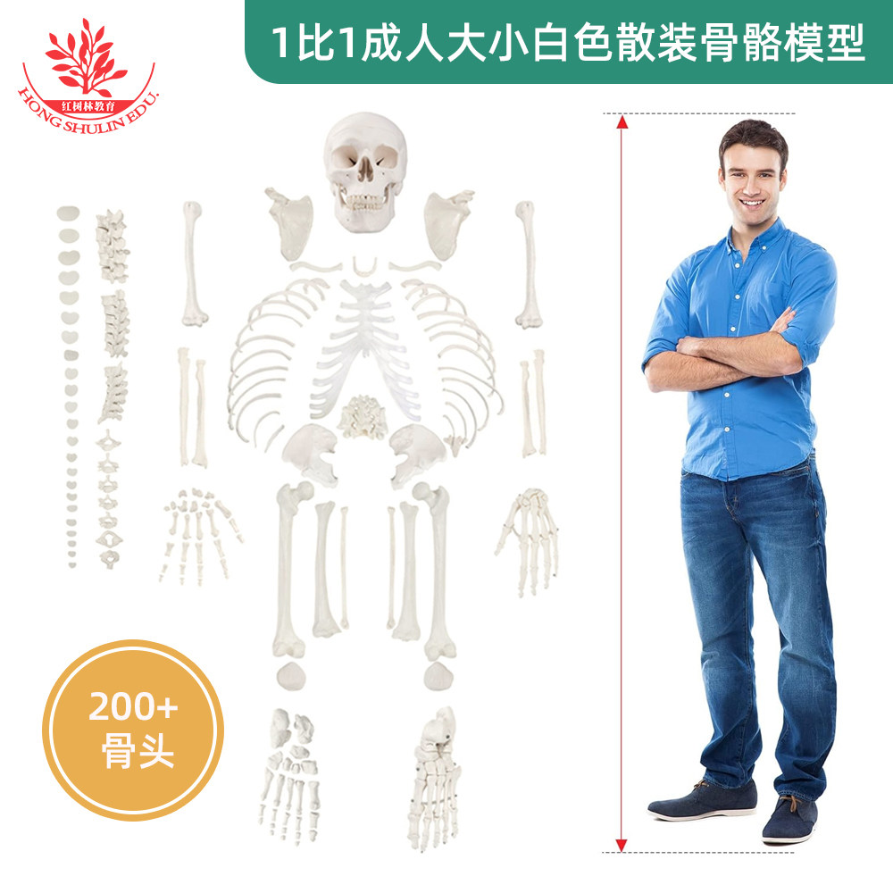 散骨白色成人大小散装人体骨骼模型仿真骨架全身可拆卸正骨医用