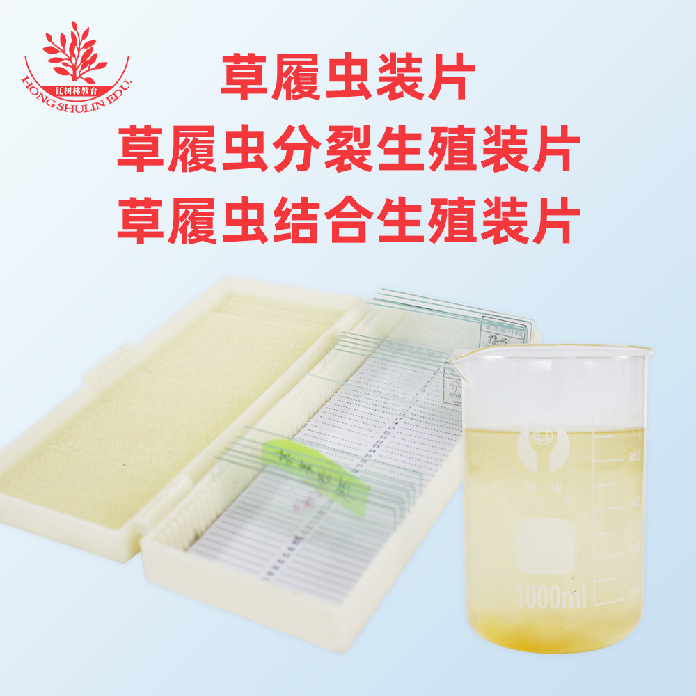 草履虫分裂结合生殖装片 生物实验教学用显微玻片 研究教学标本