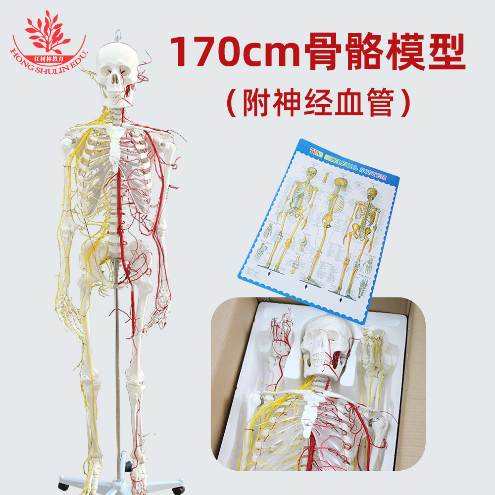 医用170cm人体骨骼模型附神经和血管经久耐用细节逼真自然大骨架