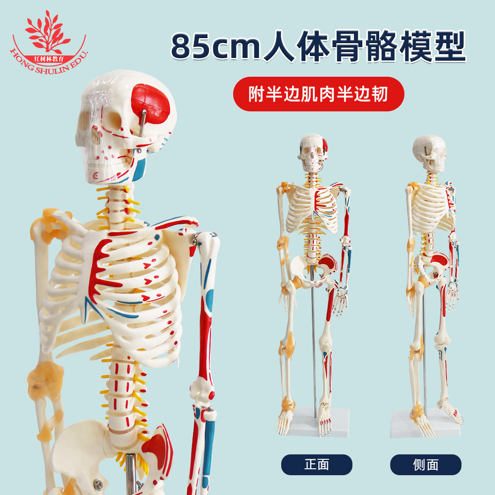 医用85cm人体骨骼模型半肌肉半韧带版医学教学解剖模型仿真骨架