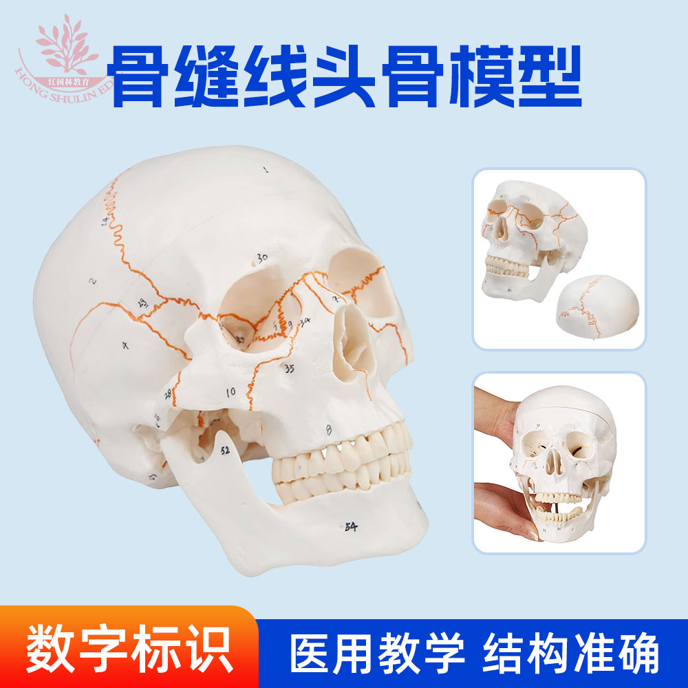人体1:1自然大有数字标识版经典头骨模型医用美术医学教学头颅骨