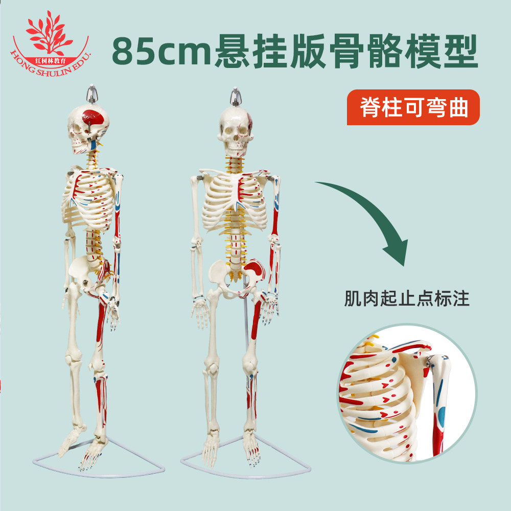 医用85cm人体骨骼模型美术瑜伽艺用半边肌肉版人体骨架标本骷髅骨