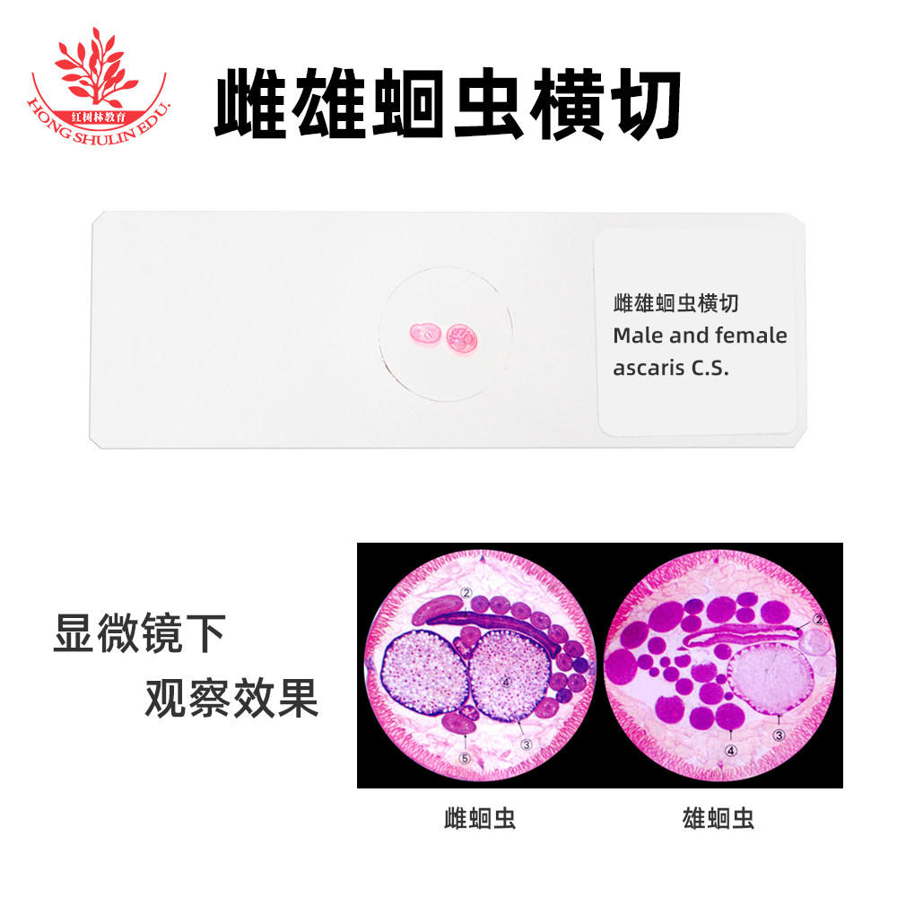 雌雄蛔虫横切生物显微镜标本切片高教标准细胞载玻片观察实验高校