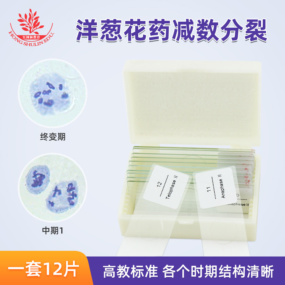 洋葱花药减数分裂一套12片细胞分裂遗传学高教农林院校用生物切片