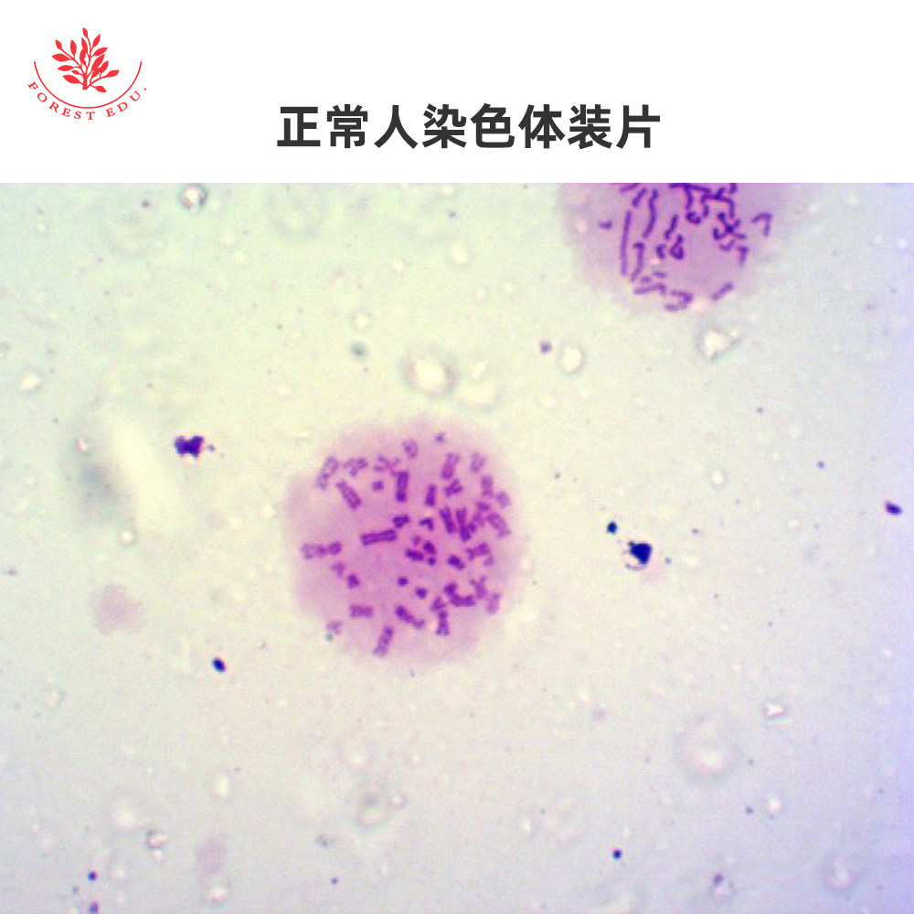 正常人染色体装片中小学生物科学实验教学用显微切片显微镜配件