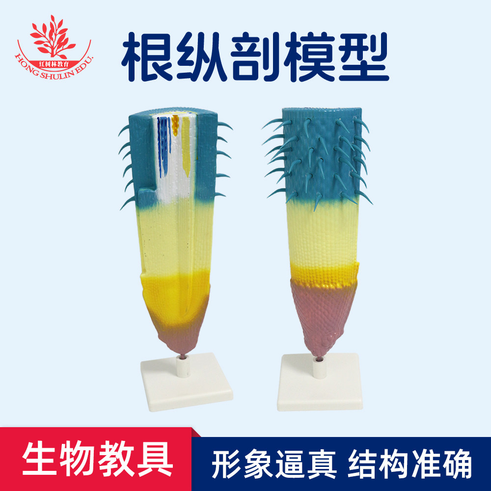 根纵剖模型植物类根系解剖研究模型初高中生物教学科教仪器