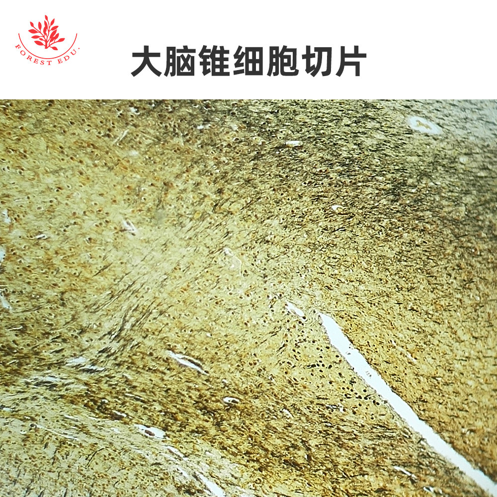 大脑锥细胞切片小脑潘金奇细胞切片脑垂体切片组织类显微镜玻片