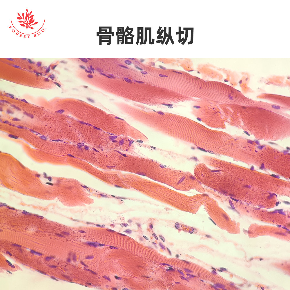骨骼肌心肌平滑肌组织显微玻片 HE染色切片生物实验用