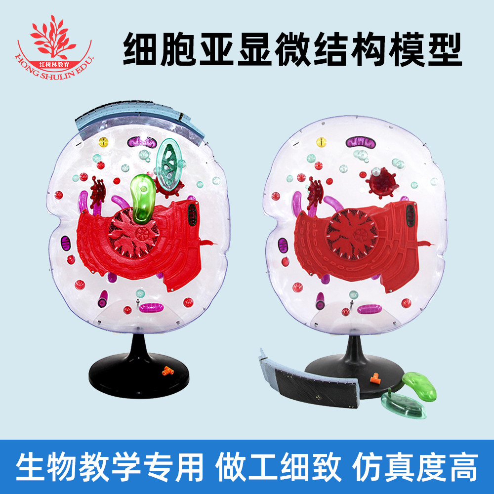 细胞亚显微结构模型初高中生物普教仪器实验专用生物教学教具