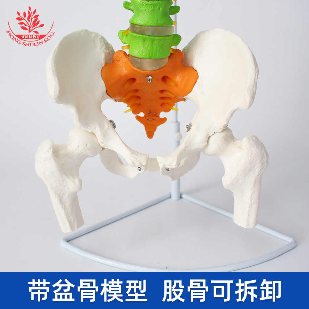 别再买塑料教具了！85cm彩色脊椎模型才是医学生真·刚需_其它_淘宝数码网