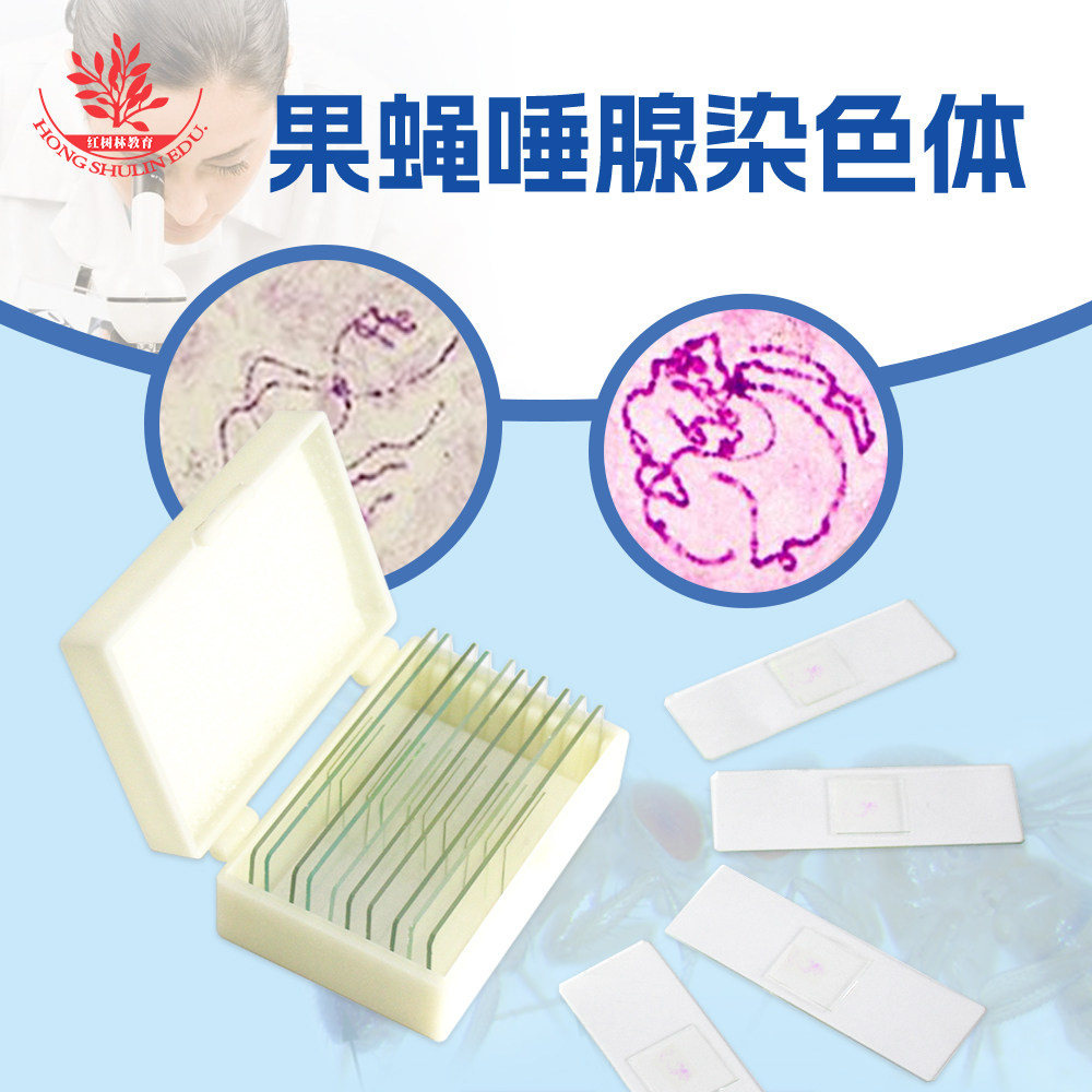 一盒10片果蝇唾腺玻片 生物遗传学教学用高教医学研究玻片