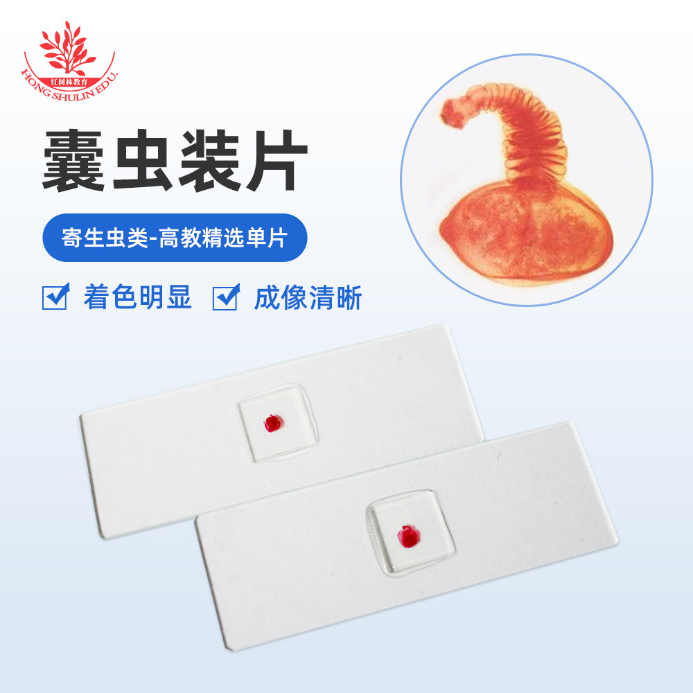囊虫装片教学实验室用切片囊虫结构清晰染色鲜艳猪带绦虫头节装片