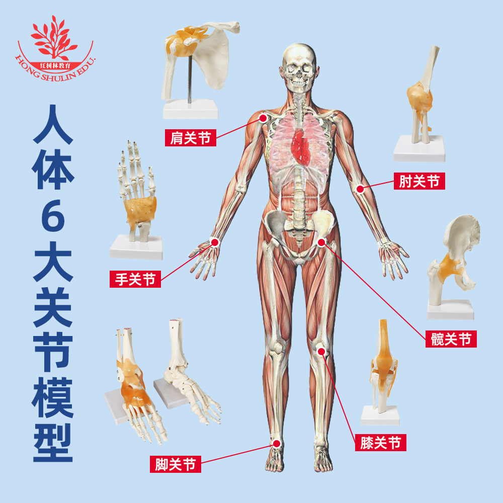 六大关节仿真骨骼模型附韧带全身关节解剖模型组髋膝脚肘肩手教学用具