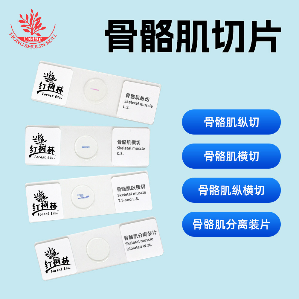 人体骨骼肌横切纵切片高教品质教学研究用组织切片生物显微玻片