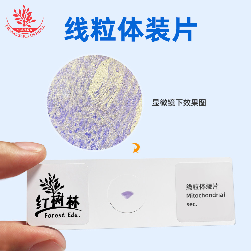 线粒体装片初中生物教学同步观察厂家直销中小学生物显微镜玻片