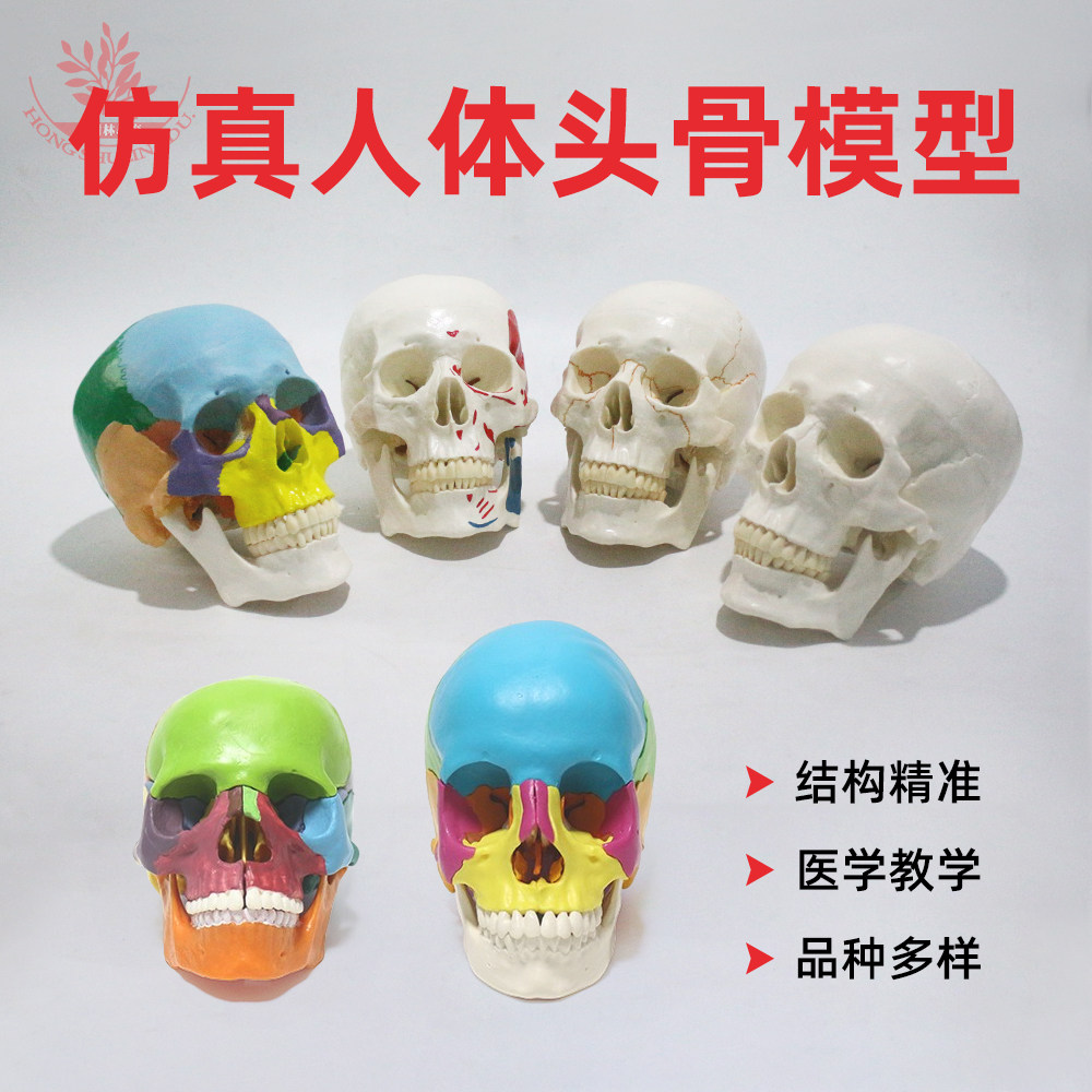 人体自然大头骨模型6款可选口腔美术雕塑整形医用标准教学头颅骨