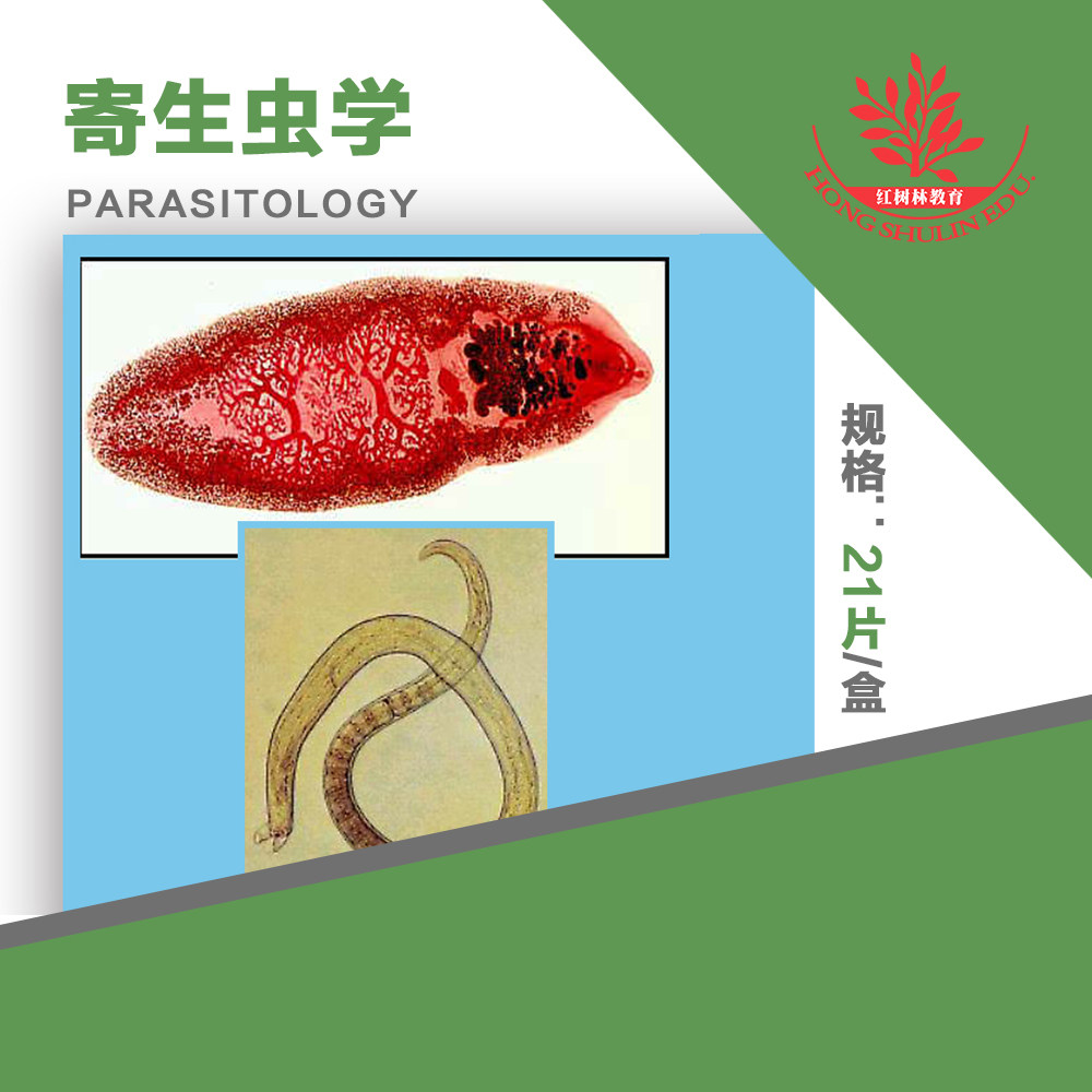医学院生物院系形态学专业寄生虫单片50元单种10片起卖寄生虫装片