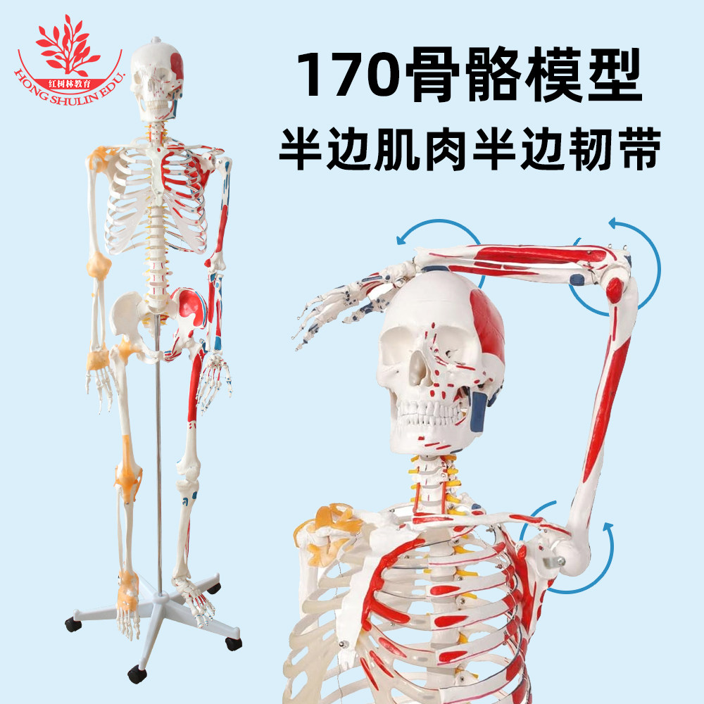 170cm人体自然大骨骼模型附半边肌肉起止半边韧带医学仿真骷髅骨