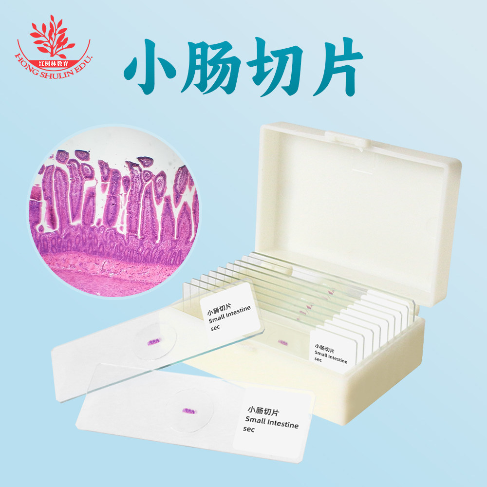 小肠绒毛切片生物玻片标本动物小肠壁横切高教标准生物显微镜标本