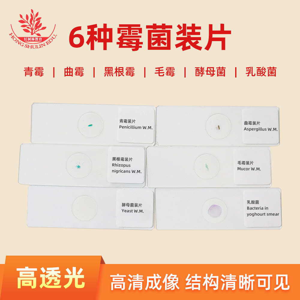 青霉曲霉酵母菌根霉毛霉等6种霉菌显微镜装片生物教学显像清晰