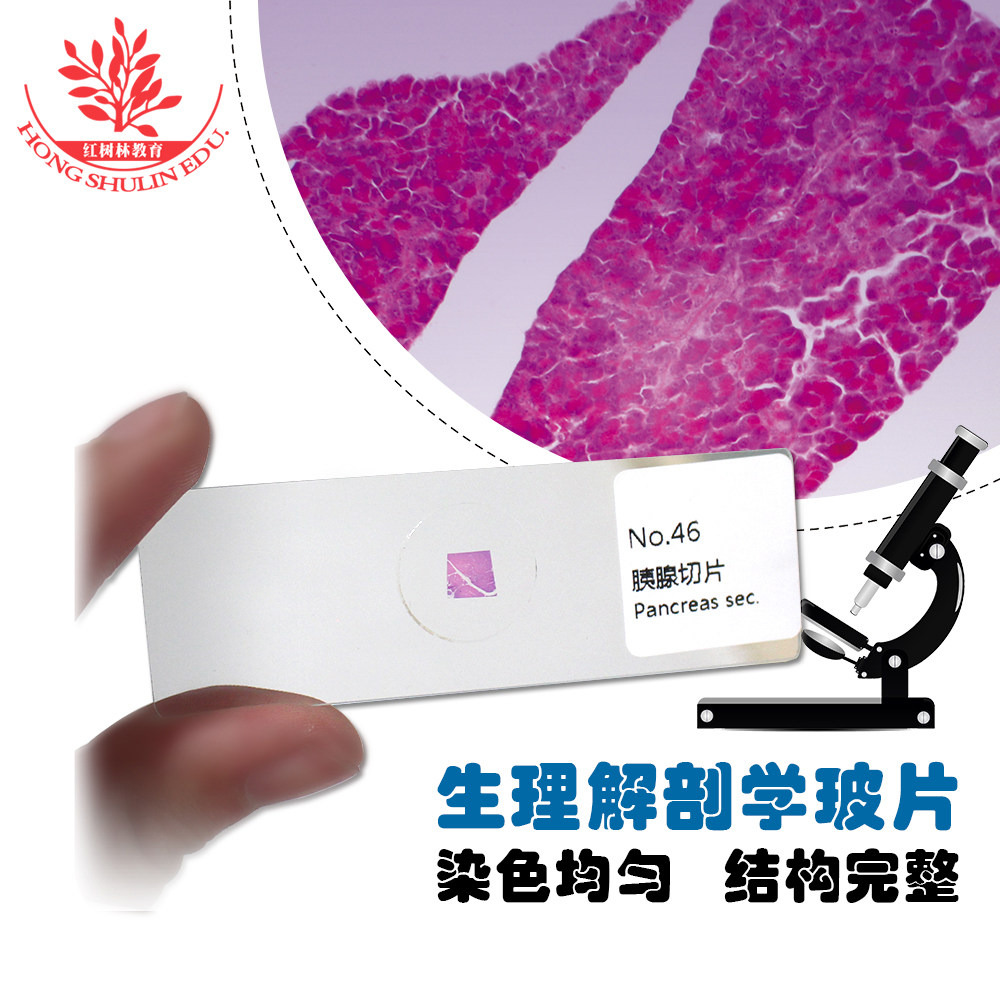 25片生理解剖学玻片套装高教标准本清晰结构典型生物实验显微标本