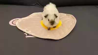 TSPP (Poached egg)Guinea pig mother-in-law Dutch pig hedgehog nest pet mat