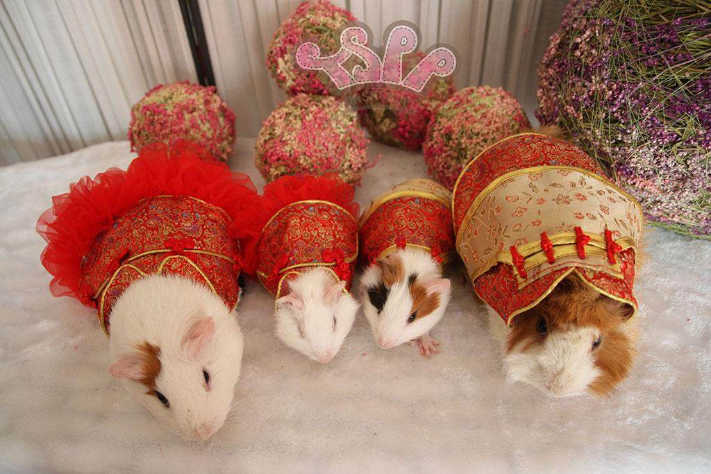 TSPP (New Year's dress) guinea guinea mother-in-law, Tang installed Gg suit Baylor to be made-Taobao