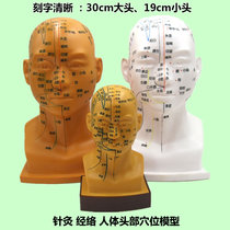 HD head acupoint model acupuncture engraving head mold with Meridian full face face head acupoint human massage map