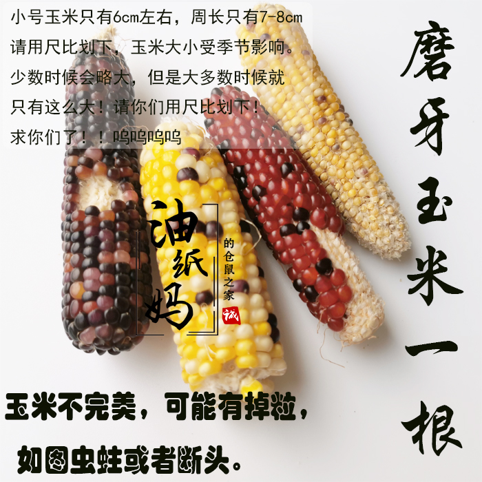 The oil paper mother has the drop grain hamster grinding corncob ~ 6-10cm left and right the size number (the sundry is very hard)