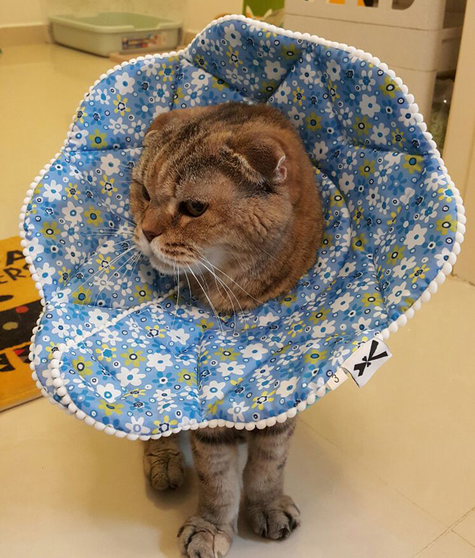 Elizabeth cat ring Anti-biting anti-lick neck Collar Beauty Protection Headgear Pet Rabbit Shame Neckline Dog Neck