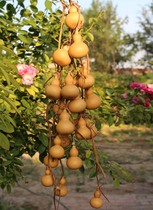 Natural gourd pendants play hand twist with Vine Lianzhi town house wenplay gourd string home decoration gourd