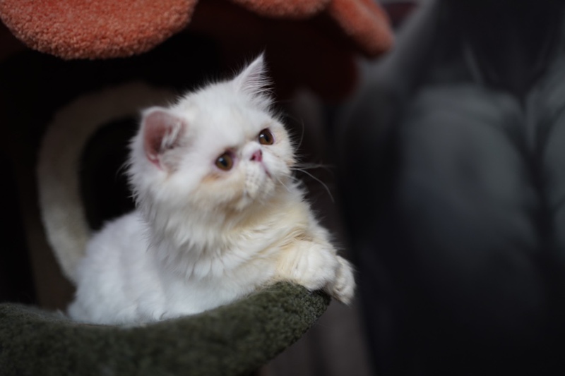 Pupu Loves to Eat Small Biscuits Cat Food Collection