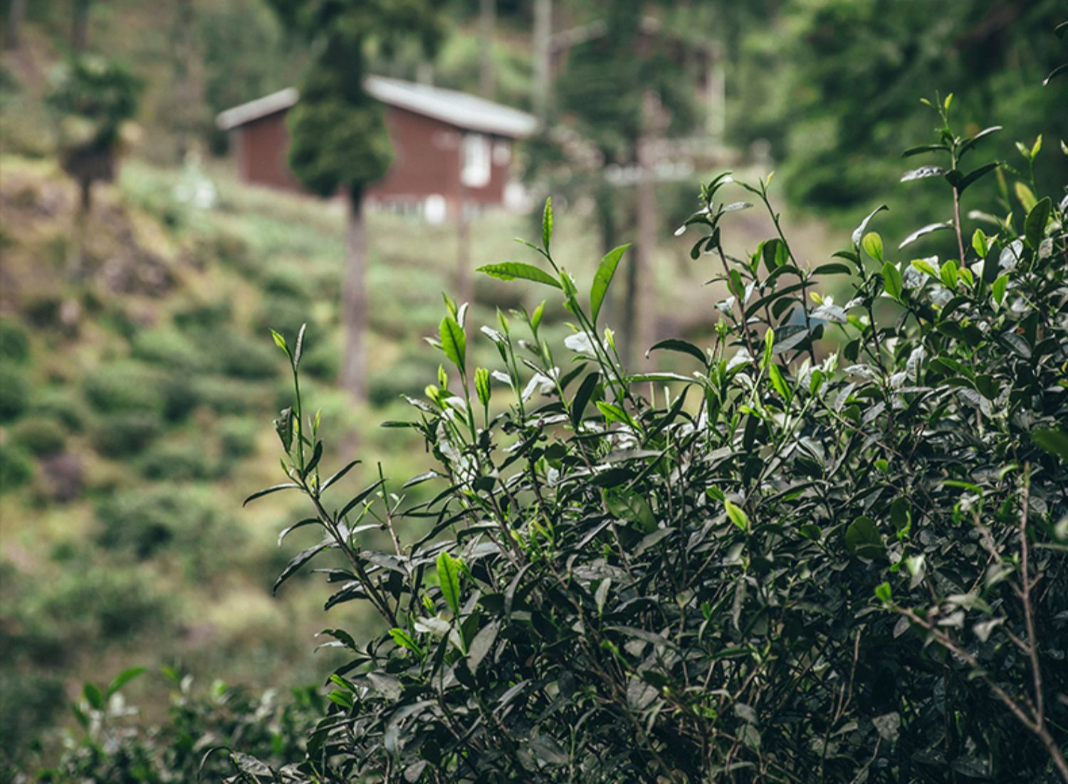 正山小种武夷山浓香型红茶茶叶