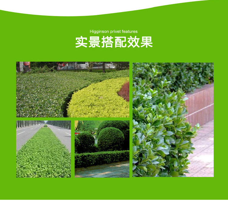 绿篱的品种有哪些,常见绿篱植物,适合做绿篱的树种(第2页)_大山谷图库