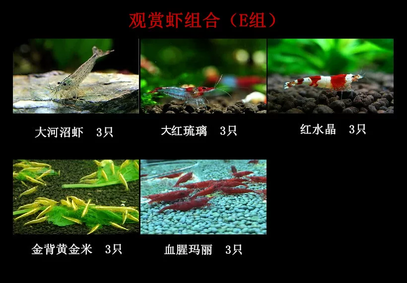 [translated placeholder]