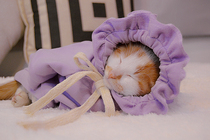 Kitty Spring Summer Sweater Pyjamas Teddy Bib Bear Dogs Super Beauty Lilac Color Pet Lace Hat Cute Clothes